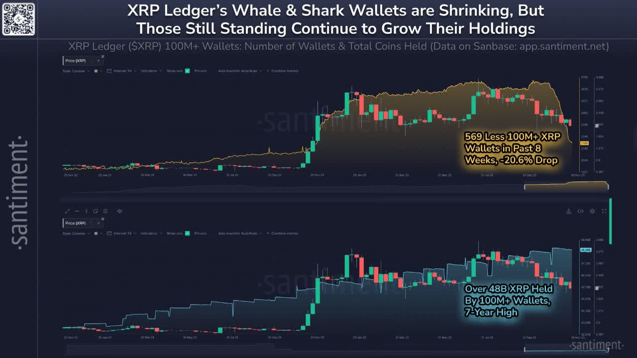 «ریپل (XRP) در حالی‌که تعداد نهنگ‌ها و کوسه‌های ریپل طی ۸ هفته اخیر بیش از ۲۰٪ کاهش…» — تصویر پیوست